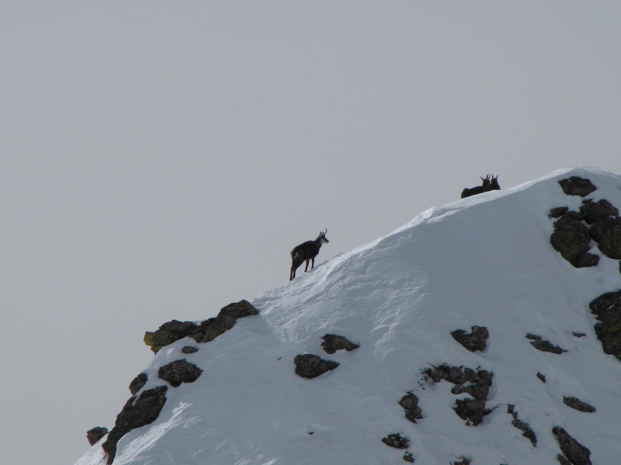 I camosci tornano a correre